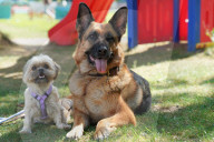 FEATURE -  Erster German Petfluencer Award 2019 in Köln