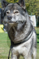 FEATURE -  Erster German Petfluencer Award 2019 in Köln
