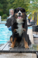 FEATURE -  Erster German Petfluencer Award 2019 in Köln