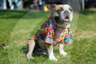FEATURE -  Erster German Petfluencer Award 2019 in Köln