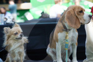 FEATURE -  Erster German Petfluencer Award 2019 in Köln