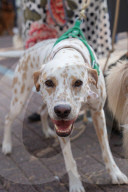 FEATURE -  Erster German Petfluencer Award 2019 in Köln