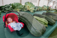 FEATURE - Der Wahnsinn: Riesenhaft gezüchtetes Gemüse bei den  Vegetable Championships in Malvern