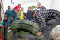 FEATURE - Der Wahnsinn: Riesenhaft gezüchtetes Gemüse bei den  Vegetable Championships in Malvern