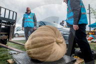 FEATURE - Der Wahnsinn: Riesenhaft gezüchtetes Gemüse bei den  Vegetable Championships in Malvern