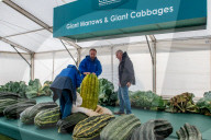FEATURE - Der Wahnsinn: Riesenhaft gezüchtetes Gemüse bei den  Vegetable Championships in Malvern