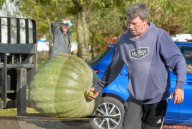 FEATURE - Der Wahnsinn: Riesenhaft gezüchtetes Gemüse bei den  Vegetable Championships in Malvern