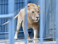FEATURE - Selten: Ein Liger im Primorye Wildpark in Russland