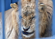 FEATURE - Selten: Ein Liger im Primorye Wildpark in Russland