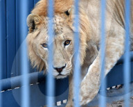 FEATURE - Selten: Ein Liger im Primorye Wildpark in Russland