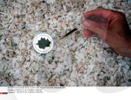 F:RECOLTE DU JASMIN A GRASSE