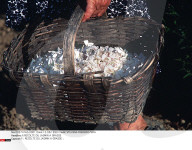 F:RECOLTE DU JASMIN A GRASSE