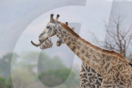 FEATURE - Giraffe nagt am Knochen