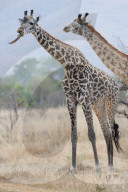 FEATURE - Giraffe nagt am Knochen