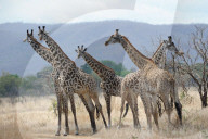 FEATURE - Giraffe nagt am Knochen