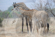 FEATURE - Giraffe nagt am Knochen