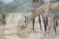 FEATURE - Giraffe nagt am Knochen