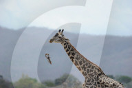 FEATURE - Giraffe nagt am Knochen