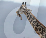 FEATURE - Giraffe nagt am Knochen