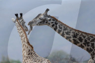 FEATURE - Giraffe nagt am Knochen