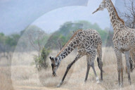 FEATURE - Giraffe nagt am Knochen