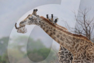FEATURE - Giraffe nagt am Knochen