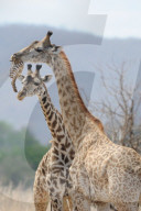 FEATURE - Giraffe nagt am Knochen