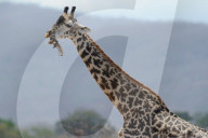FEATURE - Giraffe nagt am Knochen