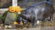 Halloween treats at ZSL London Zoo