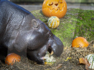 Halloween treats at ZSL London Zoo