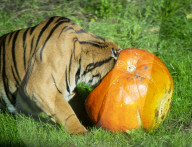 Halloween treats at ZSL London Zoo