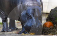 Halloween treats at ZSL London Zoo