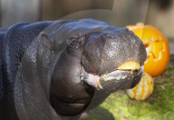 Halloween treats at ZSL London Zoo