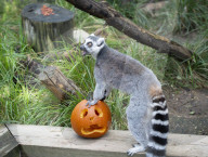 Halloween treats at ZSL London Zoo