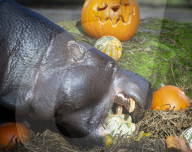 Halloween treats at ZSL London Zoo