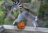 Halloween treats at ZSL London Zoo