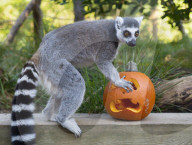 Halloween treats at ZSL London Zoo