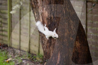 Rare albino squirrel 