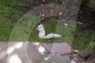Rare albino squirrel 