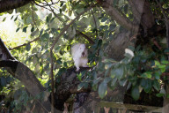 Rare albino squirrel 