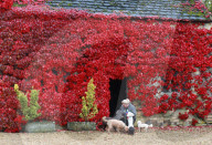 Cottage covered in red ivy, Peterborough, Cambridgeshire, UK - 15 Oct 2019