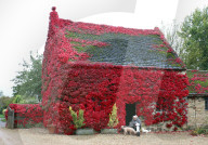 Cottage covered in red ivy, Peterborough, Cambridgeshire, UK - 15 Oct 2019