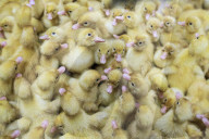 Ducks chicks at Silver Hill Farm