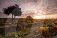 FEATURE - Sonnenaufgang über einem Kürbisacker nahe dem britischen Christchurch