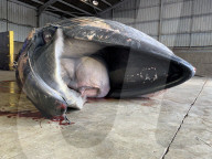 NEWS - Wal in der Themse: Veterinäre finden zahlreiche Parasiten im Verdauungstrakt des verendeten Tieres