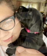 FEATURE - Jetzt schlägts aber 13: Labradorhündin bringt 13 Welpen zur Welt