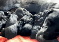 FEATURE - Jetzt schlägts aber 13: Labradorhündin bringt 13 Welpen zur Welt