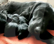 FEATURE - Jetzt schlägts aber 13: Labradorhündin bringt 13 Welpen zur Welt