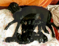 FEATURE - Jetzt schlägts aber 13: Labradorhündin bringt 13 Welpen zur Welt