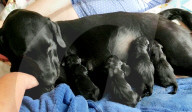 FEATURE - Jetzt schlägts aber 13: Labradorhündin bringt 13 Welpen zur Welt